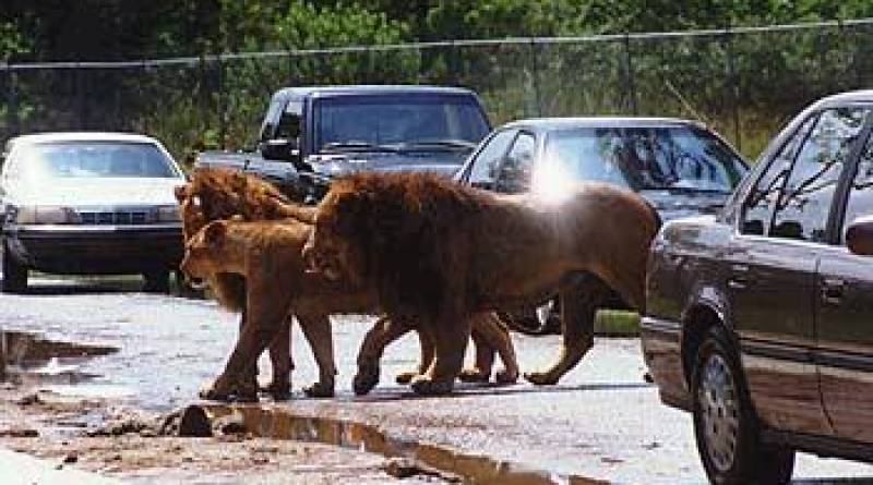 wildkingdom wildkingdom